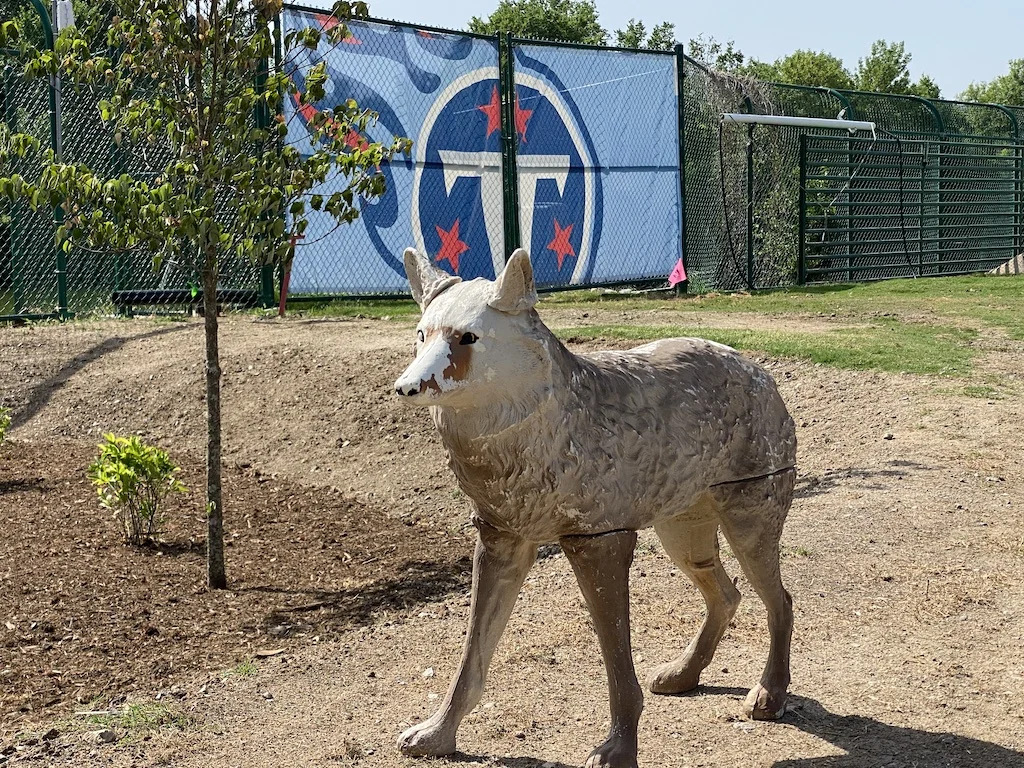 Titans' Coyote